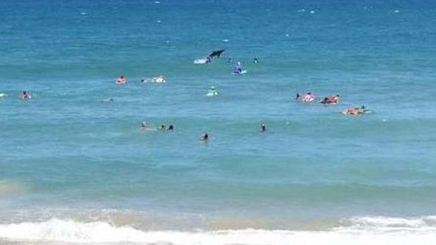 The supposed shark was captured leaping from the water during the Coffs Harbour Boardriders contest on Sunday.
(Supplied/Steph Bellamy)