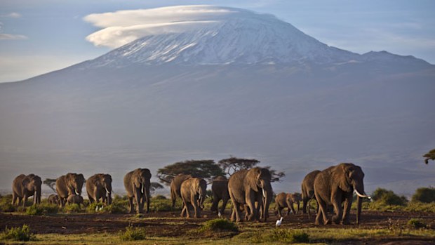 A herd of elephants in southern Kenya, just across the border from Tanzania's Mount Kilimanjaro. (AAP)