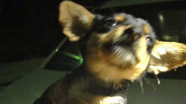 Gizmo, the puppy, after Ephrian Myles poured hot sauce over him. (Supplied)