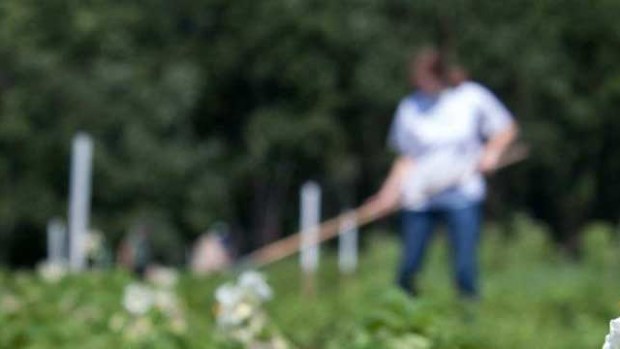 Girl working on a farm. (Flickr: Tim Sackton)