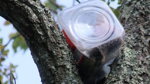 The bear with the jar stuck on its head. (New Jersey EPA)