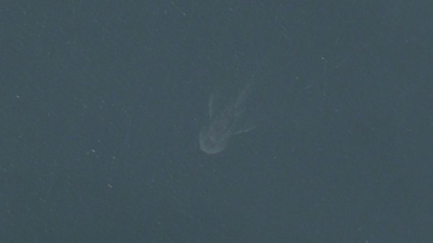 Could this be the legendary Loch Ness monster? Not so, says the internet (Supplied).