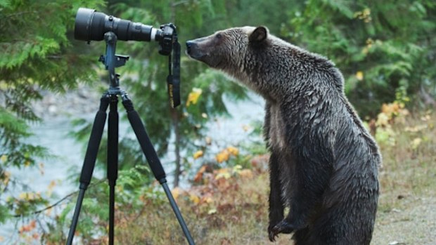 The original curious bear photograph by Jim Lawrence. (Supplied)