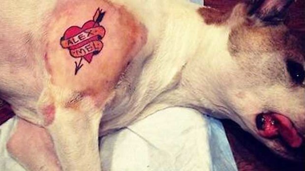 Artist Mistah Metro has come under fire for giving his dog a tattoo while it was sedated.  (Instagram)