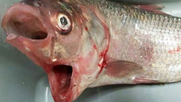 A double mouthed bony bream.