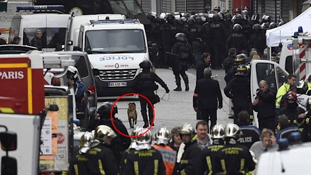 Diesel being led towards the apartment siege just before he was killed. (Getty)