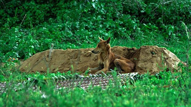 Tommy the dog sits at the grave of his master, Bhaskar Shri, a construction worker killed in a car accident August 2 in Chennai, India. (Supplied/Blue Cross India)