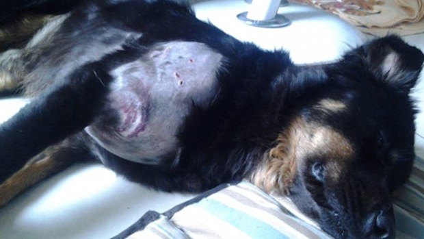 Dexter the dog recovering with python bite marks on his stomach (Supplied).