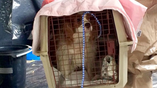 Bentley, the pet dog of Texas nurse Nina Pham who contracted Ebola, is taken away to be kept in isolation at a secret location. (Getty)