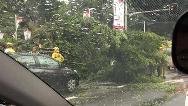 A passing motorist took a photo of the fallen tree, which came crashing down on two cars. (Supplied/Twitter)