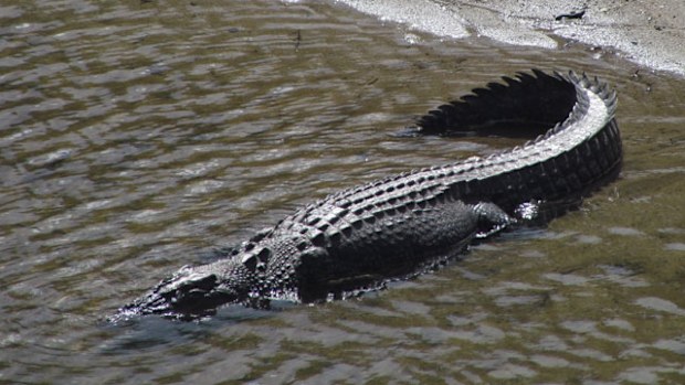 A supplied image obtained Friday, April 4, 2014 of a salt water crocodile on the Bloomfield River, north of Daintree in Queensland. (AAP)