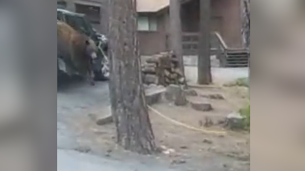 US Bear trapped in car