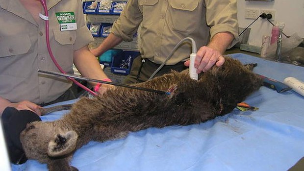 A kangaroo shot with an arrow being treated at the Currumbin Wildlife Hospital in March. (Supplied)