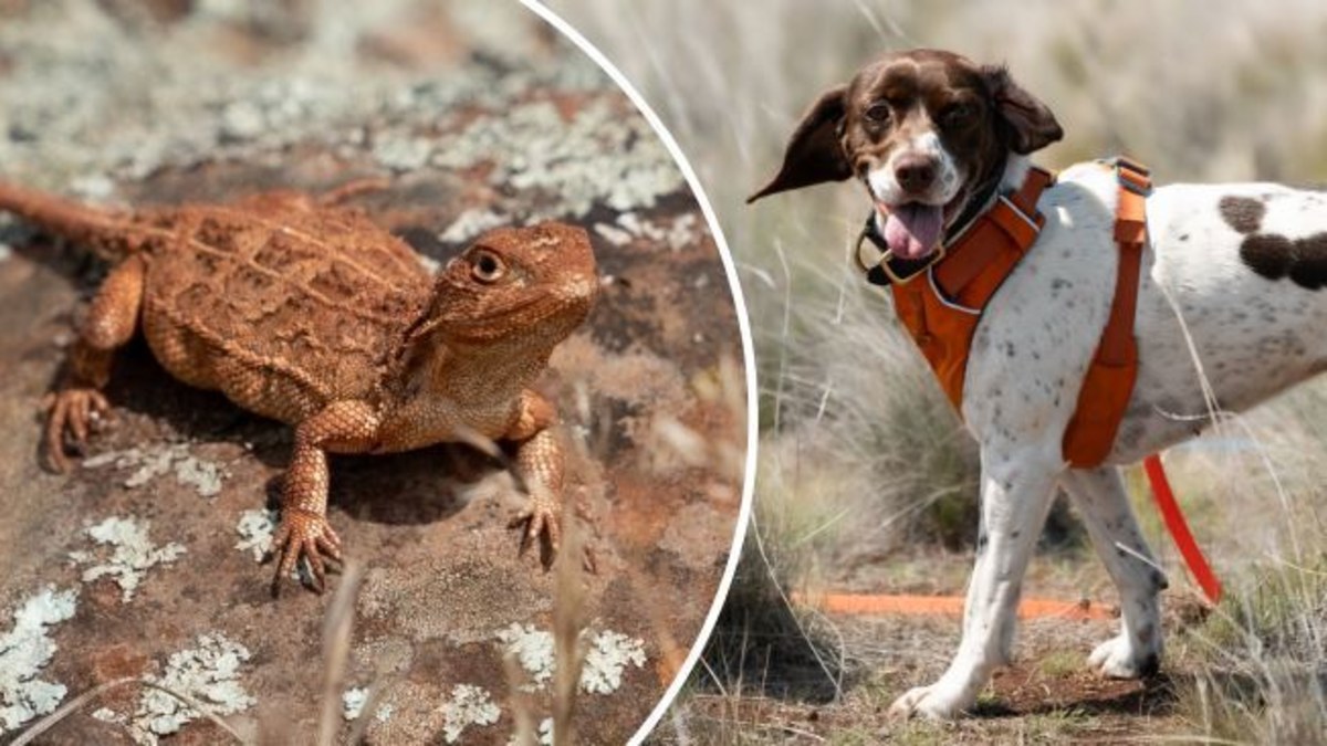 Lizard detection dogs: 'Wildlife detection' dogs helping monitor ...