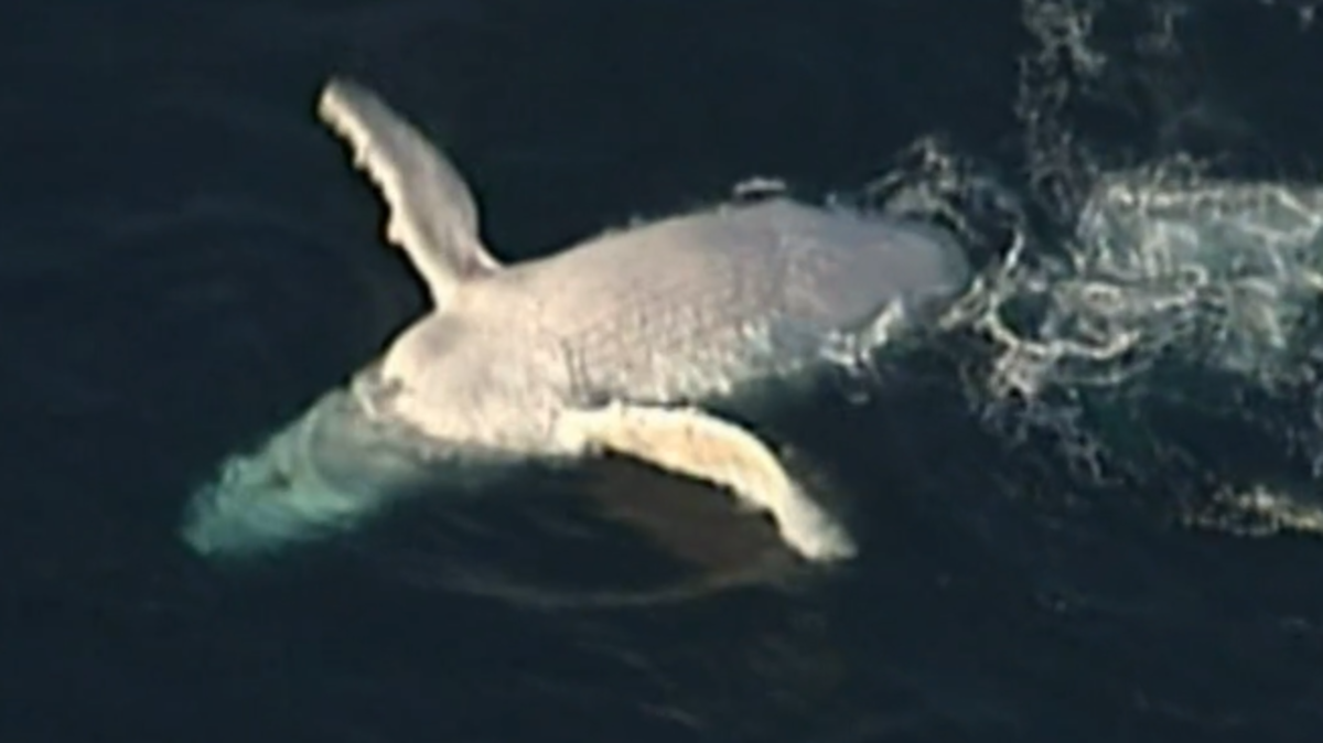 White whale sightings: Stunning drone vision captures rare white whale ...