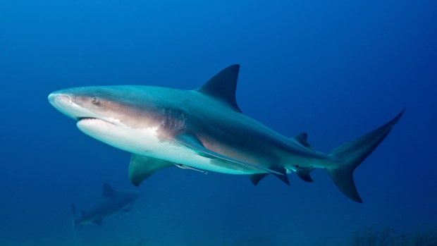 BULL SHARK, Carcharhinus leucas, Carcharhinidae, Bahamas, The Caribbean