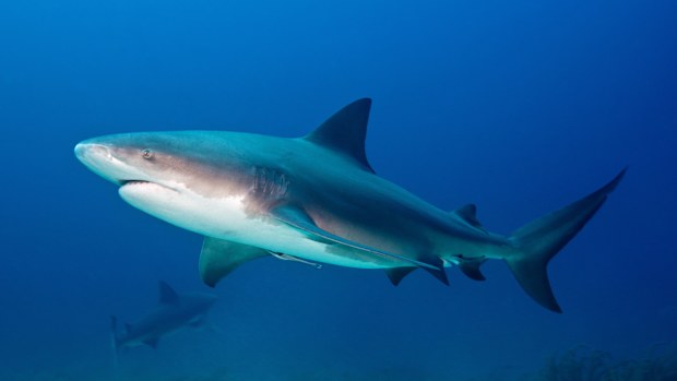 BULL SHARK, Carcharhinus leucas, Carcharhinidae, Bahamas, The Caribbean
