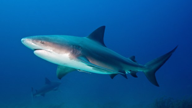 BULL SHARK, Carcharhinus leucas, Carcharhinidae, Bahamas, The Caribbean