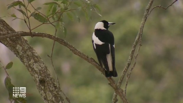 A magpie attack has left a Gold Coast woman bedridden for weeks.