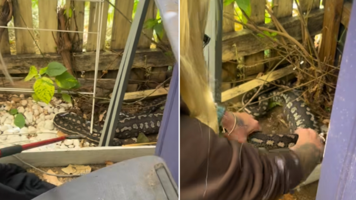 Queensland news: Snake catcher's heartbreak after python eats beloved ...