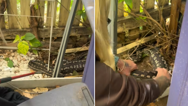Susan Wehmeier was called to a family's home to relocate a carpet python.