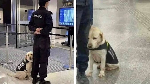Reddit security dog rests head on owner's knee on first day back at work.