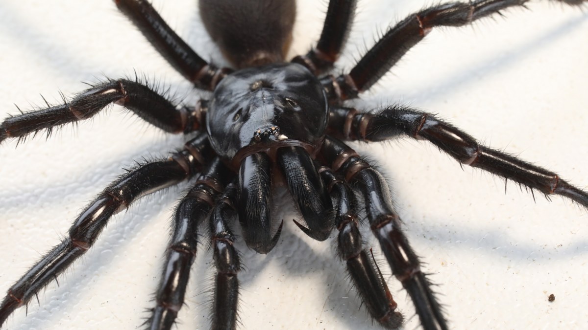 Deadly venom of funnel-web spiders used to develop breakthrough drug ...