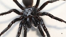 In an image acquired Wednesday, 8 November 2023 shows Funnel Web spiders bursting from egg sacks in an undated image.  Pic - SUPPLIED