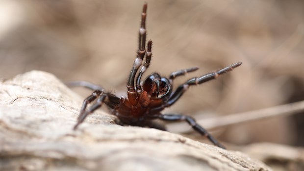 There's a shortage of funnel-web spiders this year. Experts say it could be deadly
