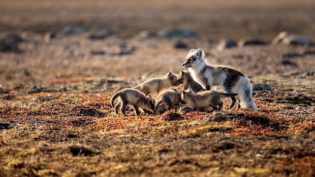 Arctic fox with pups, Karrak Lake, Canada. A Perfect Planet