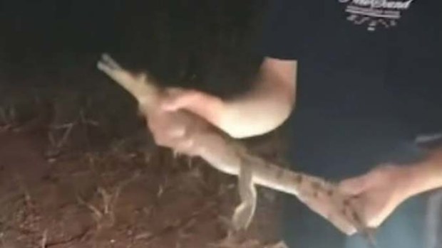 Two Gold Coast locals have had a shock after finding a freshwater crocodile on the road in the nearby hinterland.