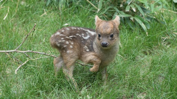 Image: Julie Larsen Maher/WCS