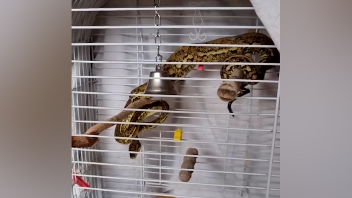 'Like a walk-in buffet': Snake catcher's warning for pet owners after ...