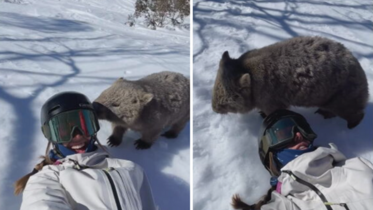 Skier's cute wombat encounter on Perisher slopes | Nine.com.au