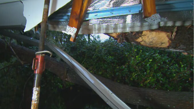 Dini Menrath + Alicia Nipper - Tarragindi family woken to massive bang on Saturday night as neighbour's tree smashes through home Today Show March 10, 2025