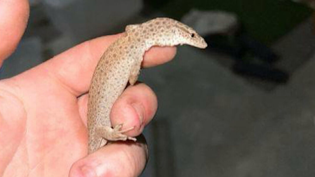 Cops bust $1.2 million illegal lizard export racket