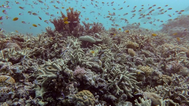 Diverse coral assemblages at Pompey Reef No.1 in the Southern Great Barrier Reef.