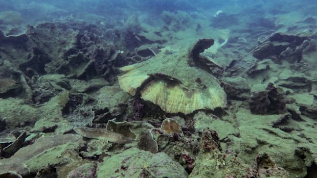 Overturned corals as a result of storm damage in the Central Great Barrier Reef. 
