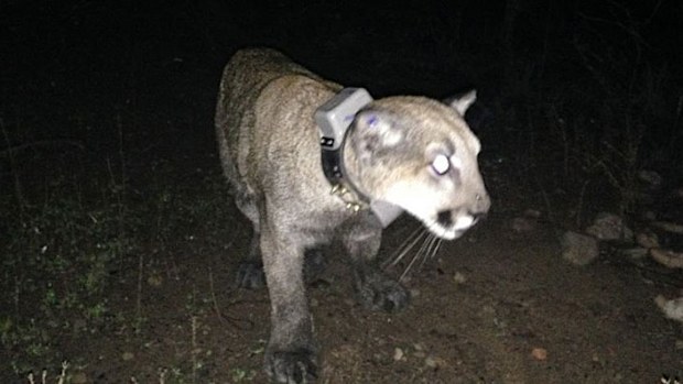 The 14-month old female cat was fitted with tracking collar before being released.