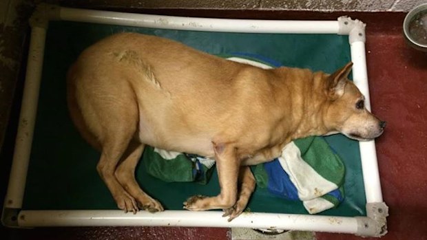 Ten-year-old Raven lying in her kennel. (Facebook/Susie's Senior Dogs)