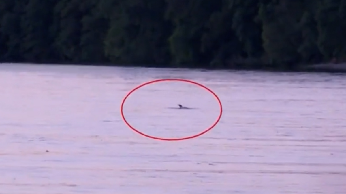 Animal news: Fears for lost orca in France's Seine River | Nine.com.au
