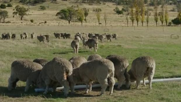 Sheep are raised on a carbon positive farm in Tasmania.