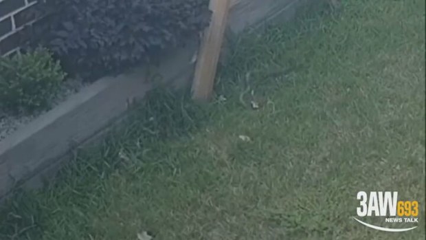 The snake seen in the top right corner, while small, could deliver a potentially fatal bite. 