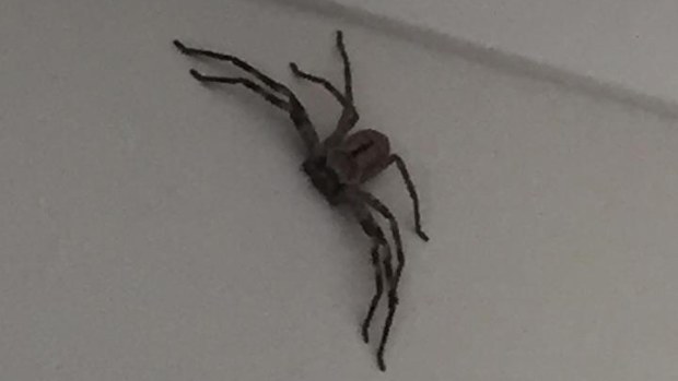 huntsman spider