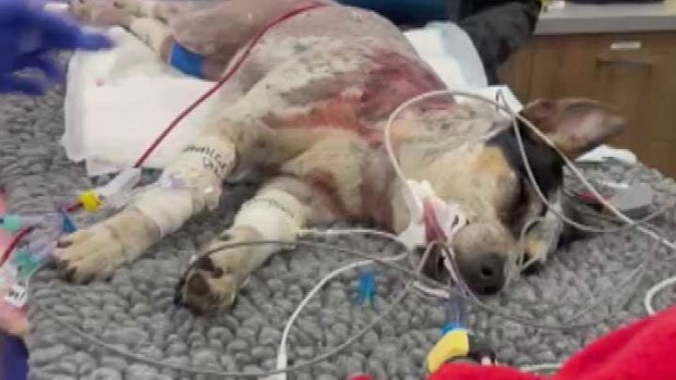 Indie died a few days after the attack in Sydney.