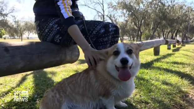 Stolen Corgi
