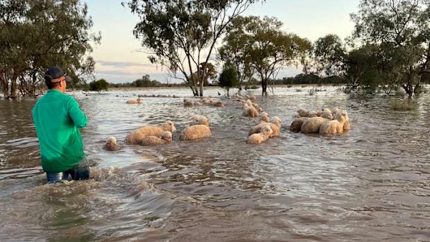 Sheep herded through floodwater in Nyngan, NSW.