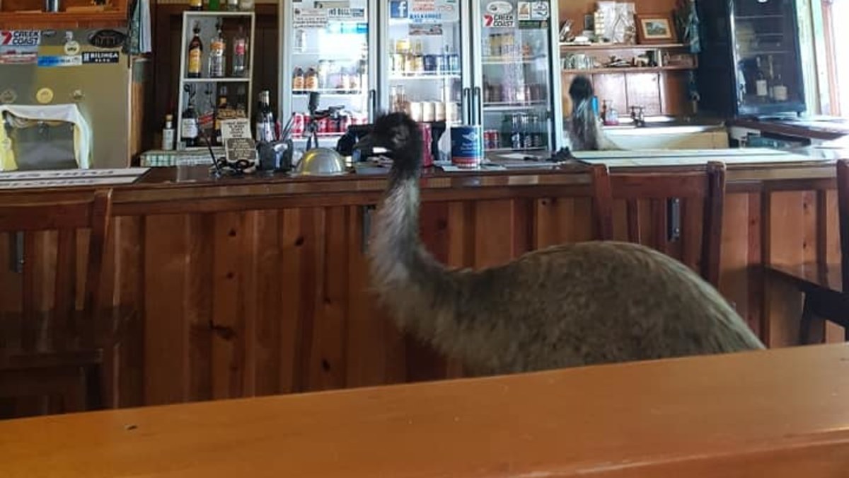 Emus banned from Yaraka Hotel in Queensland, hotel owner's sign goes ...