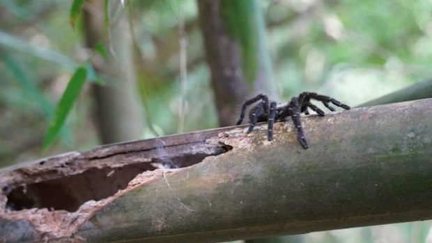 Taksinus bambus is the first tarantula known to only dwell in bamboo stalks.