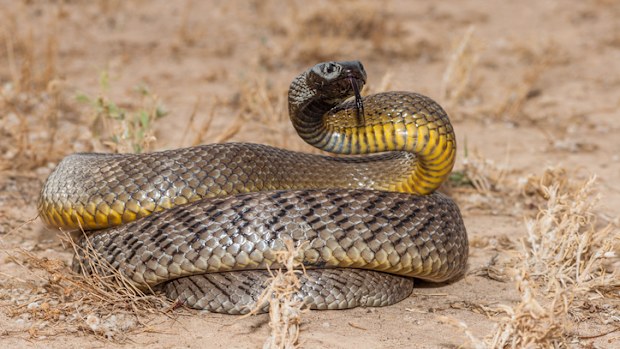 Inland taipan stock photo